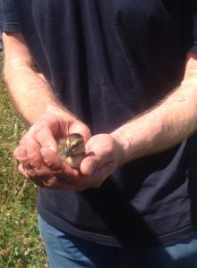 The last duckling safe and sound