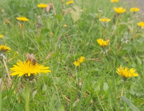 Croydon Council supporting No Mow May