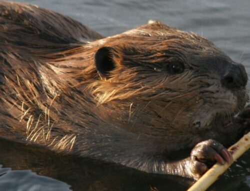 Beavers could soon be making themselves at home in a Croydon park