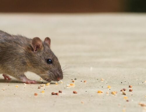 Croydon Council closes five unsafe takeaways due to infestations