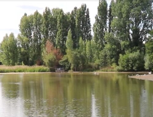 Have your say on beavers coming to Croydon